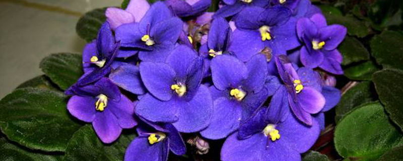 非洲紫罗兰能养几年