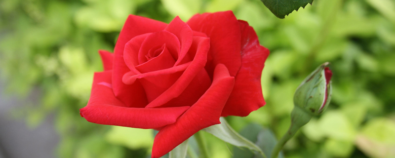红色玫瑰花语是什么意思