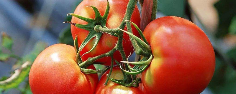 番茄生长周期