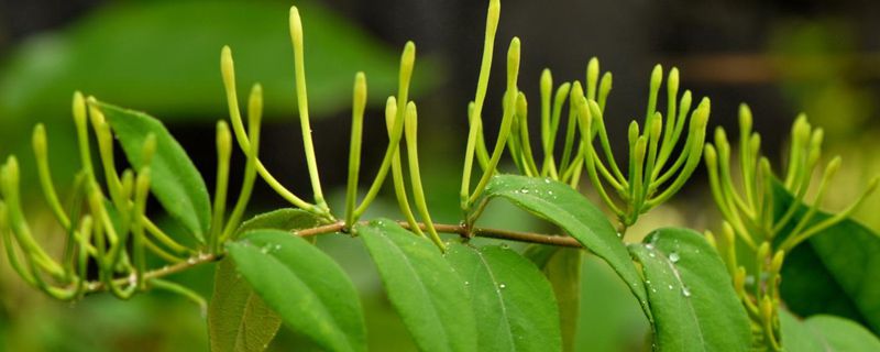 怎样种药材