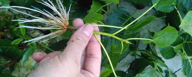 植物生根用阿司匹林可以吗