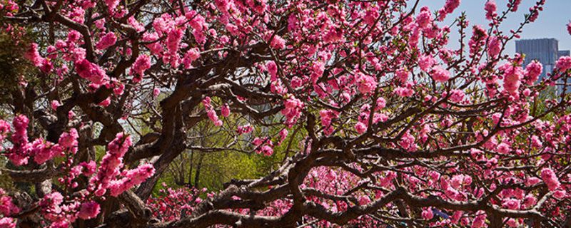 开春桃树打哪种杀菌剂