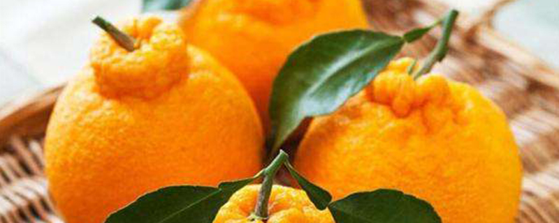 沃柑和丑橘的区别