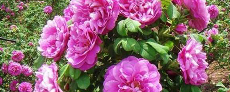 四季玫瑰花盆栽怎么养