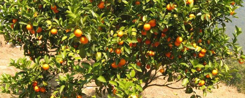 盆栽橘子种植过程