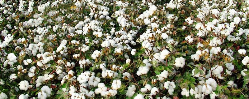 棉花生长条件