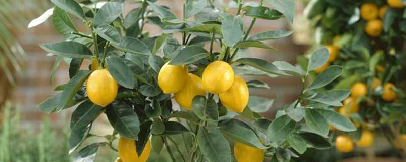 柠檬树盆栽在家里禁忌
