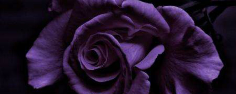 黑色蔷薇花的花语
