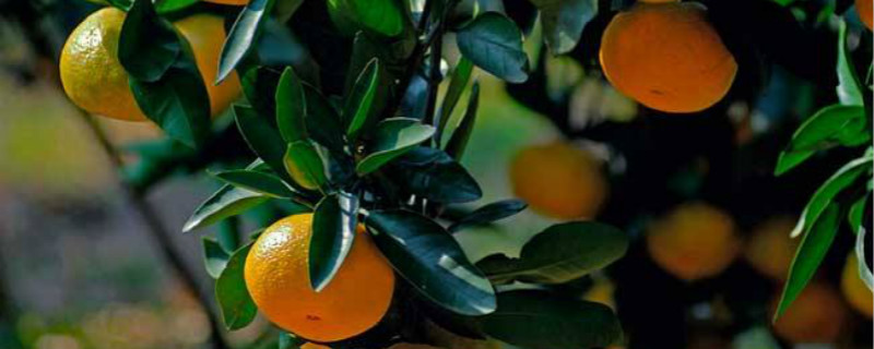 柑橘施肥时间