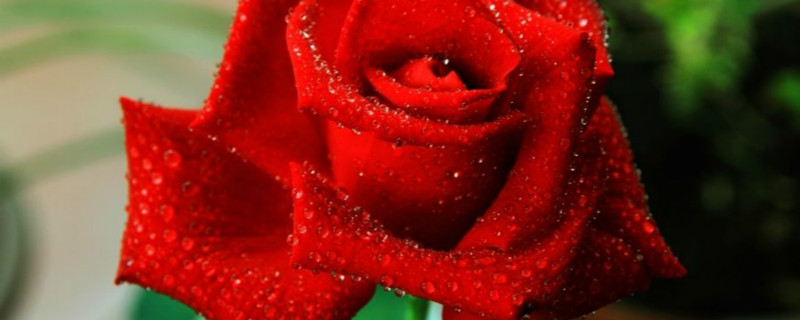 红玫瑰的寓意