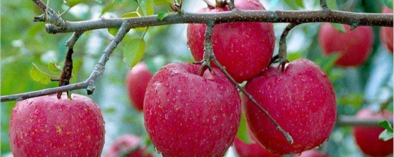 红色之爱苹果种植条件