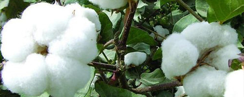 棉花的采摘季节