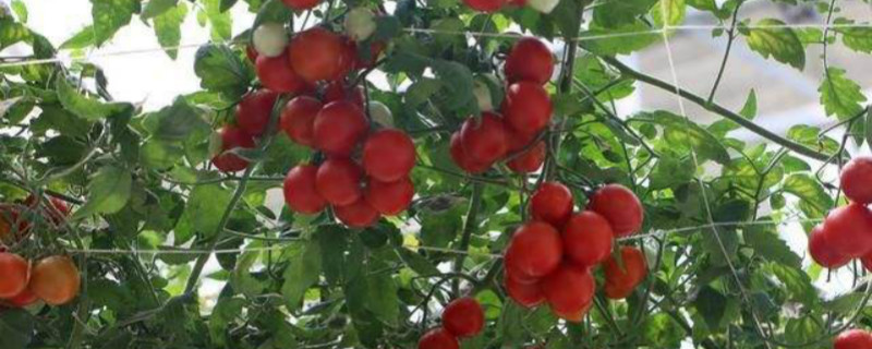 番茄树种植时间和方法