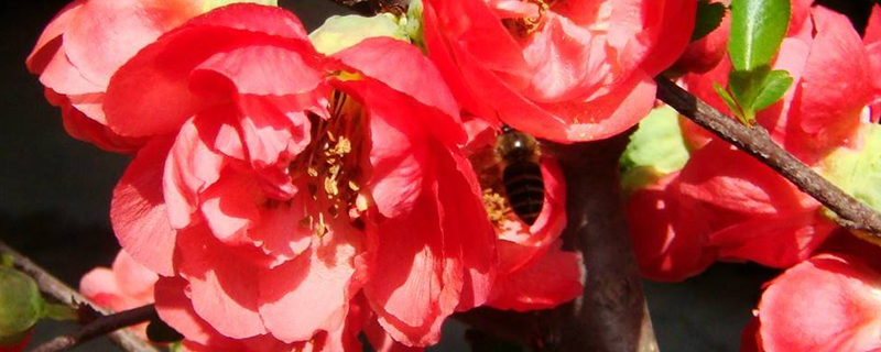 日本海棠花有毒吗