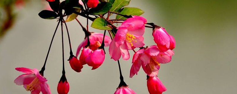 垂枝海棠是什么