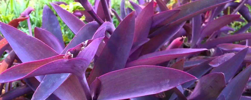 紫竹梅养殖方法