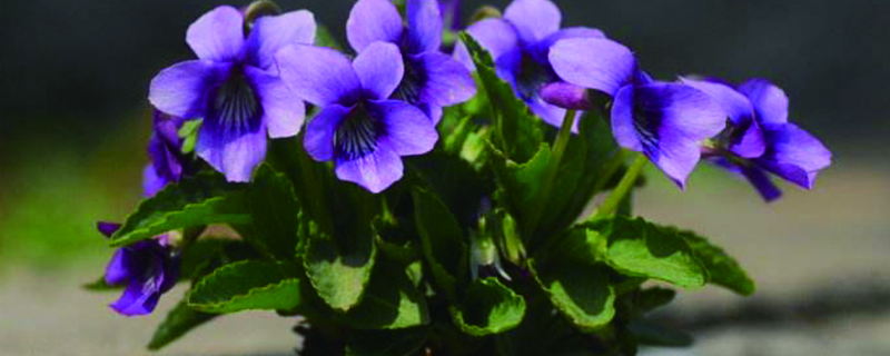 紫花地丁好养吗