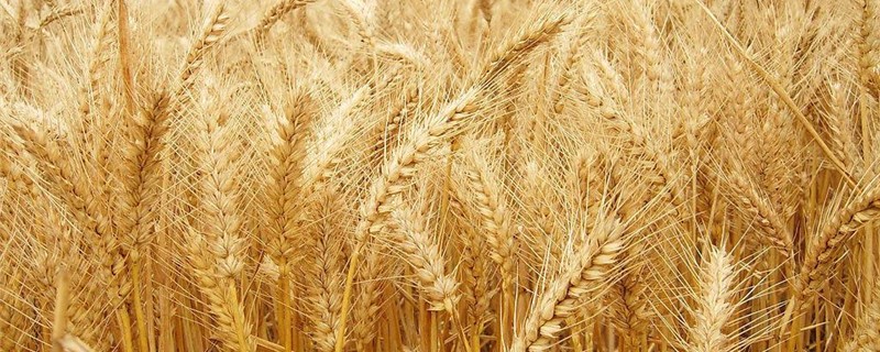 小麦是什么