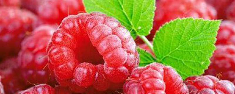 红树莓的介绍