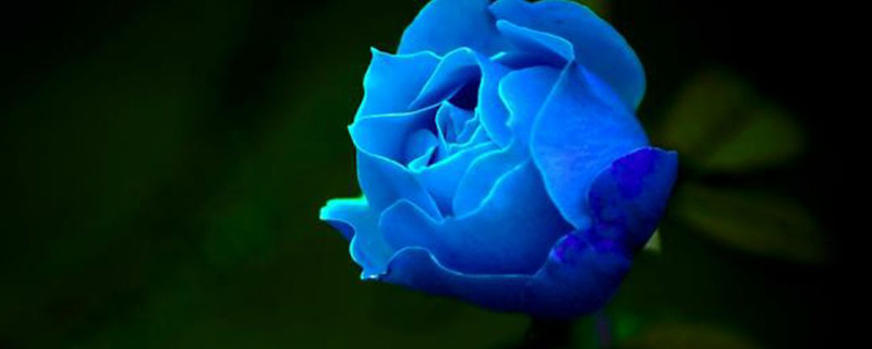 有蓝色的玫瑰吗