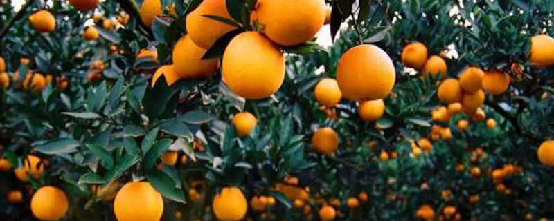 橘子种植方法