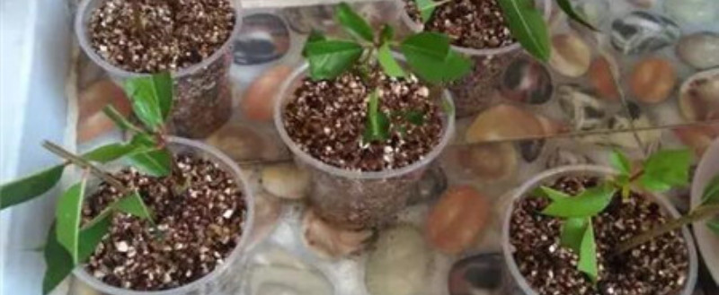 石榴扦插水培生根法
