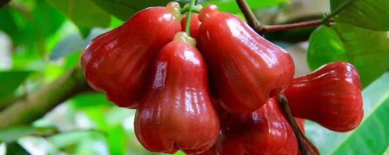 红色像辣椒的水果叫什么