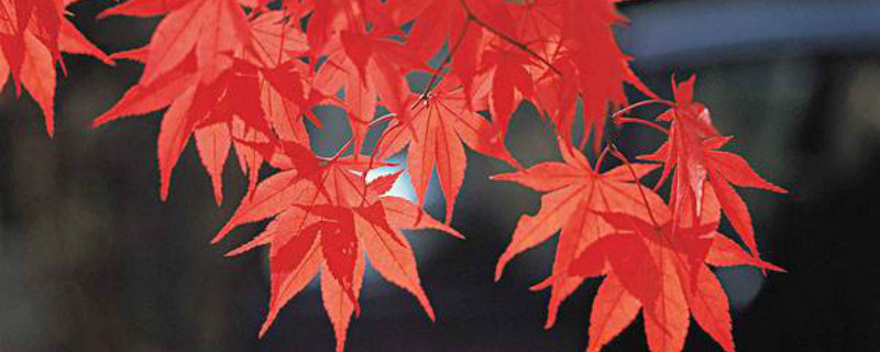 红色的树叶是什么树