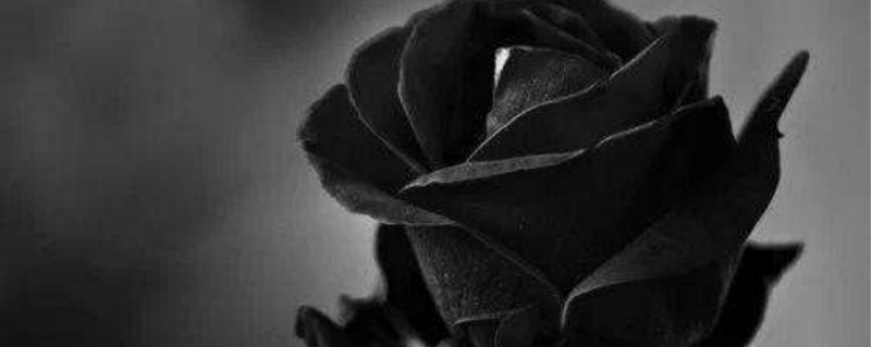 黑蔷薇的花语