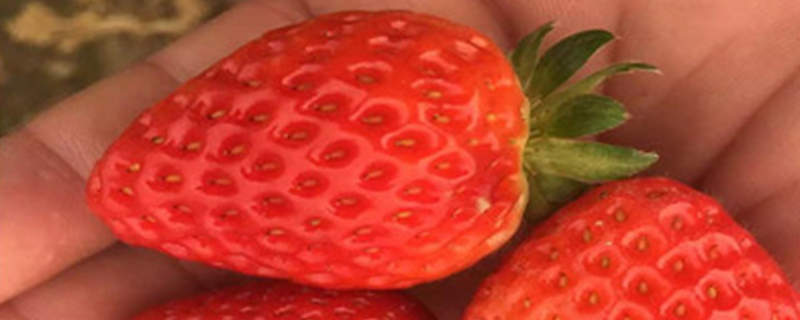 雪里香草莓介绍