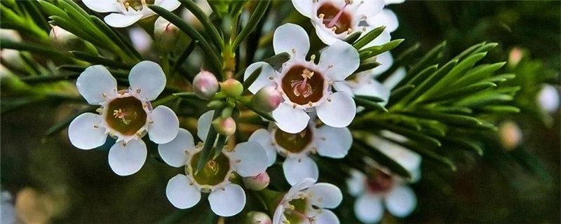 杰拉尔顿腊花的花语是什么