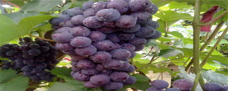 家里可以种葡萄吗