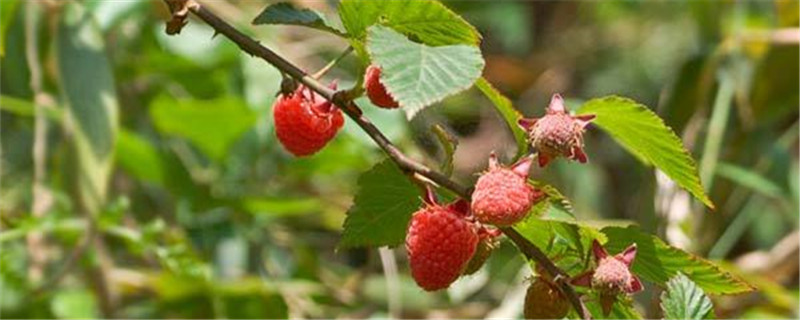 山月莓是什么样的