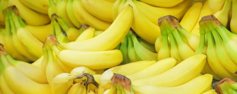 海南香蕉结果时间