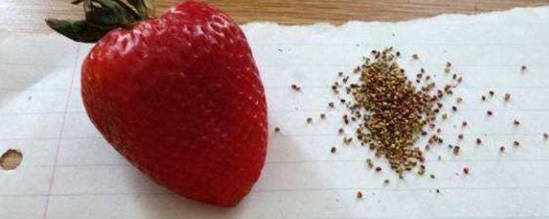 如何用草莓籽种草莓