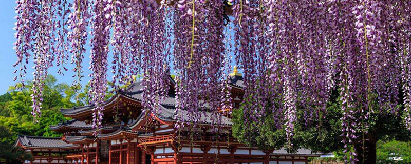 日本紫藤品种