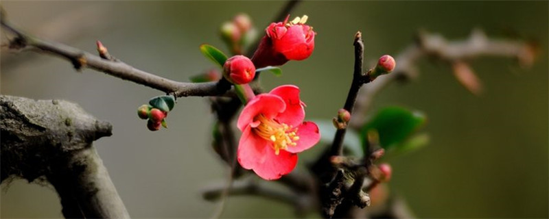 红梅几月份开花