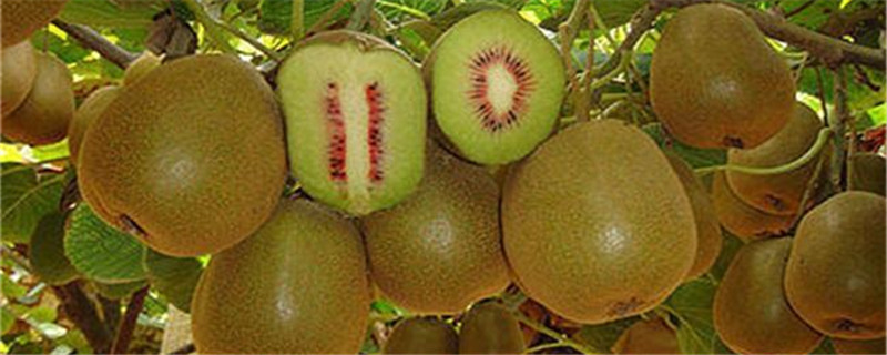 黄心和绿心猕猴桃的区别是什么