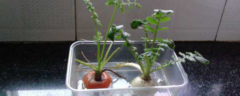 水培白萝卜的成长过程 花百科