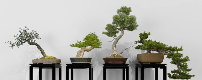 松树的生长规律是什么