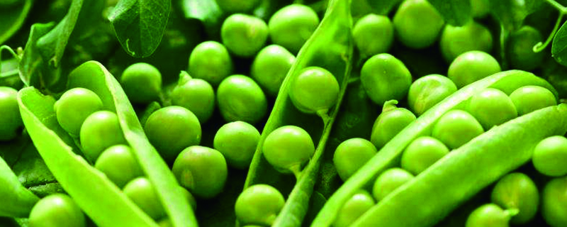 豌豆生长周期