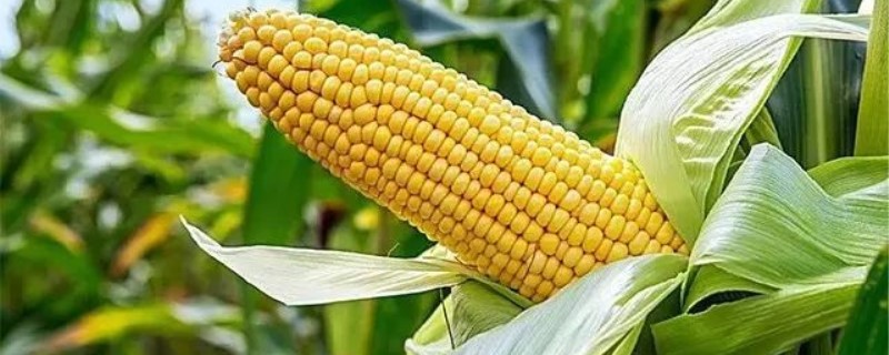 玉米的生长习性