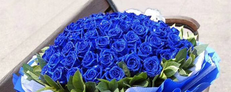 33朵蓝色妖姬的花朵