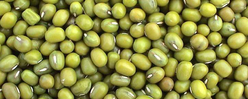 绿豆种子的萌发过程