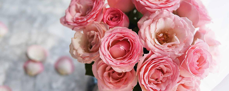 粉玫瑰花语20朵