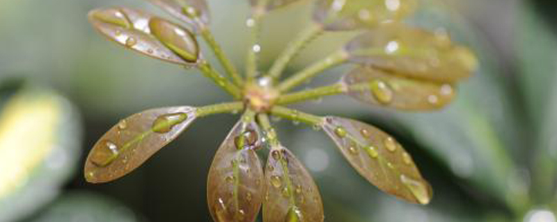 鹅掌木开花什么预兆