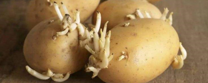 土豆发芽怎么种