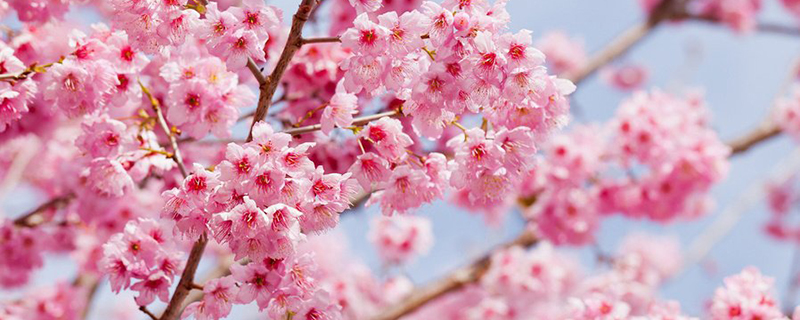 樱花花季是什么时候