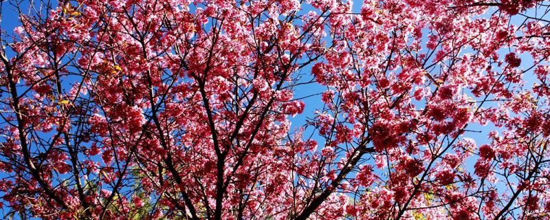 樱花树几年可以开花