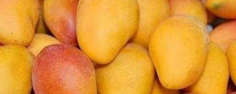 吃剩的芒果核种植方法